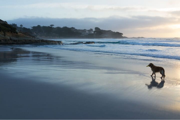 Carmel Beach with Dog