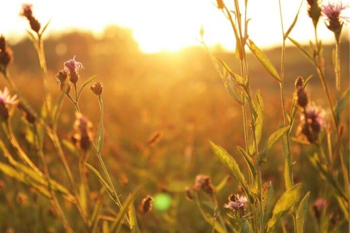 sunrise with flowers