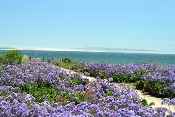 Purple Wildflowers at Pismo Beach.