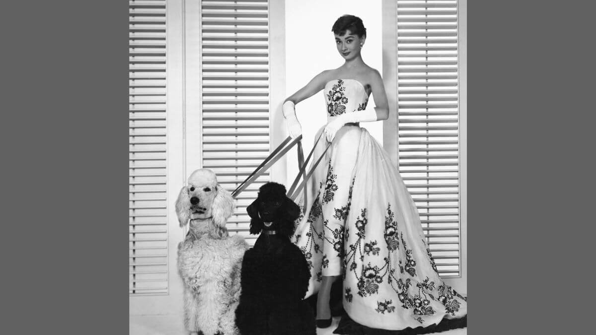 Sabrina 1954 publicity photo with Audrey Hepburn with two dogs on a leash.